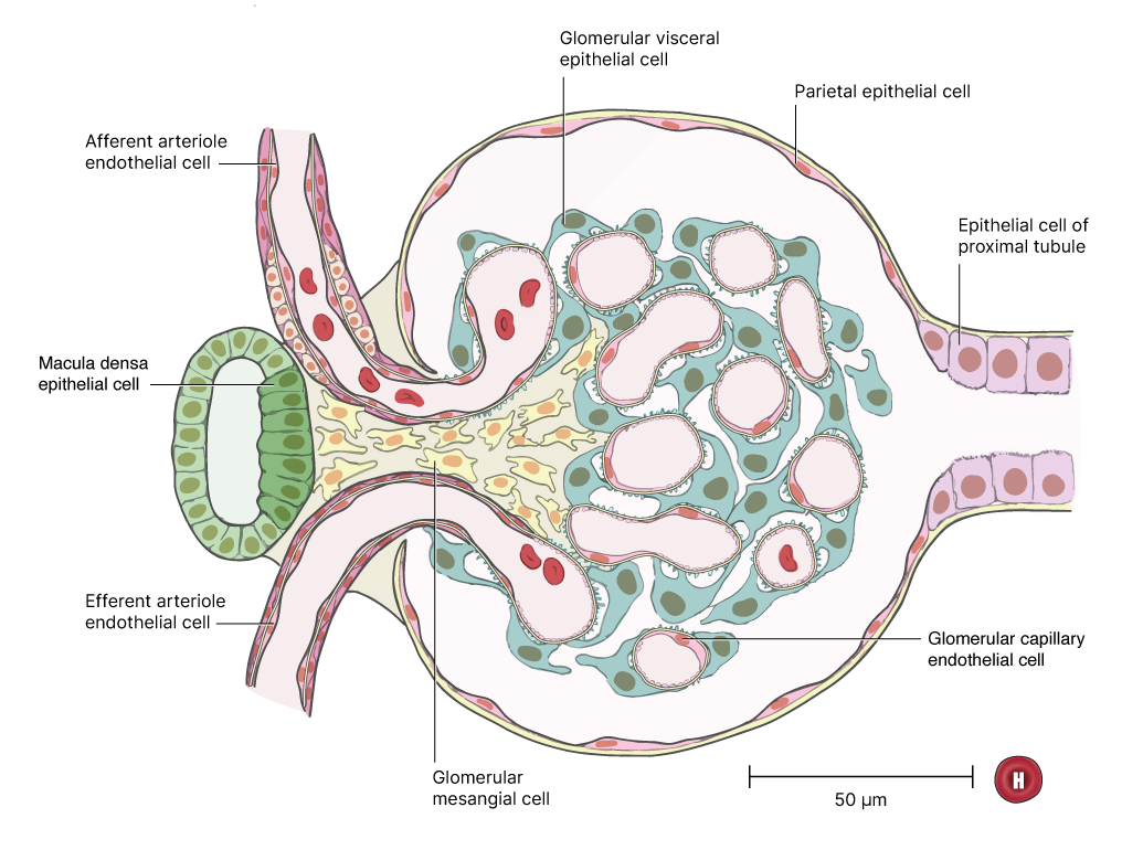 3: Learn about Visualizing Cells in the Human Body