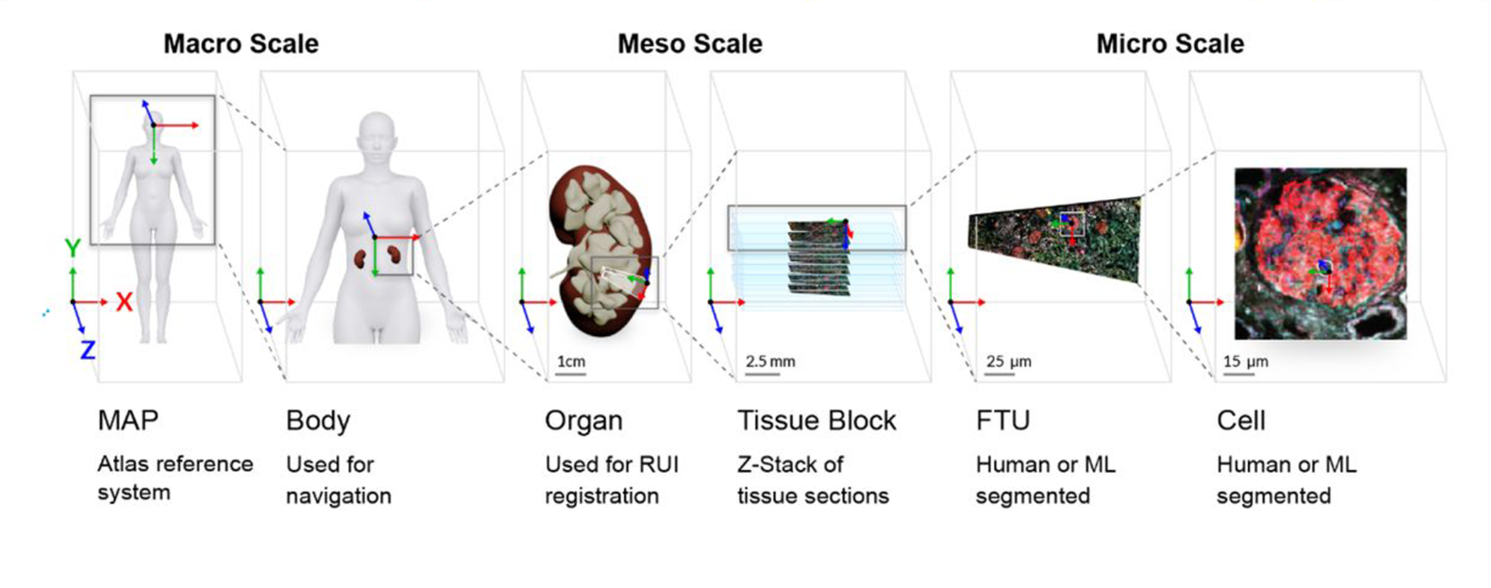 Human Reference Atlas scale diagram: macro—atlas map and body navigation; meso—organ registration and tissue-section stacks; micro—human- or machine-learning-segmented functional tissue units and cells.
