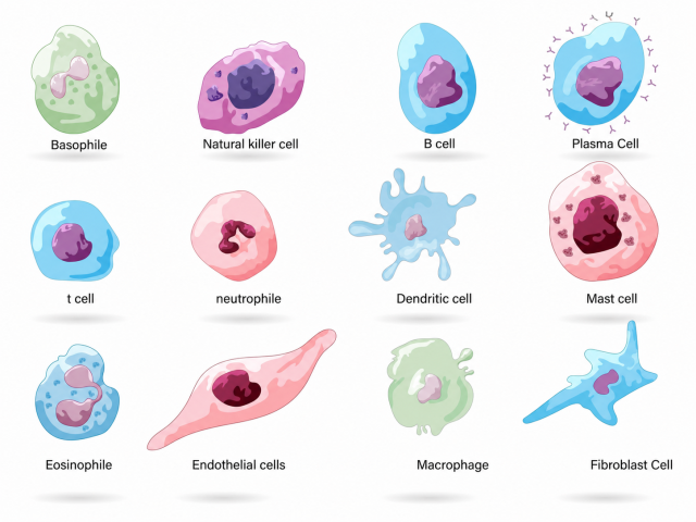 Examples of immune-related cell types: basophil, natural killer cell, B cell, plasma cell, T cell, neutrophil, dendritic cell, mast cell, eosinophil, endothelial cell, macrophage, and fibroblast