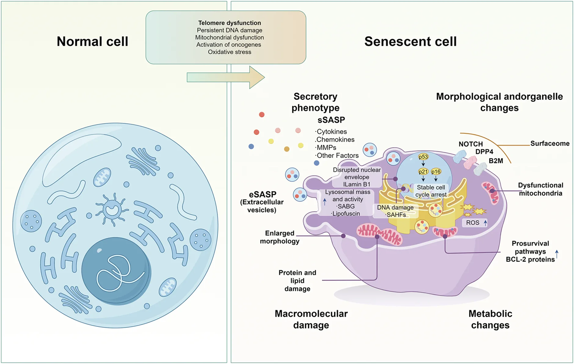 Comparison of a normal cell and a senescent cell, whose changes include cell-cycle arrest, secretions, enlarged shape, organelle dysfunction, and molecular damage
