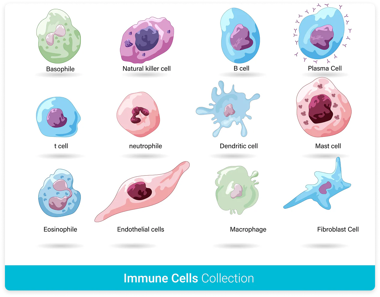 Examples of immune-related cell types: basophil, natural killer cell, B cell, plasma cell, T cell, neutrophil, dendritic cell, mast cell, eosinophil, endothelial cell, macrophage, and fibroblast