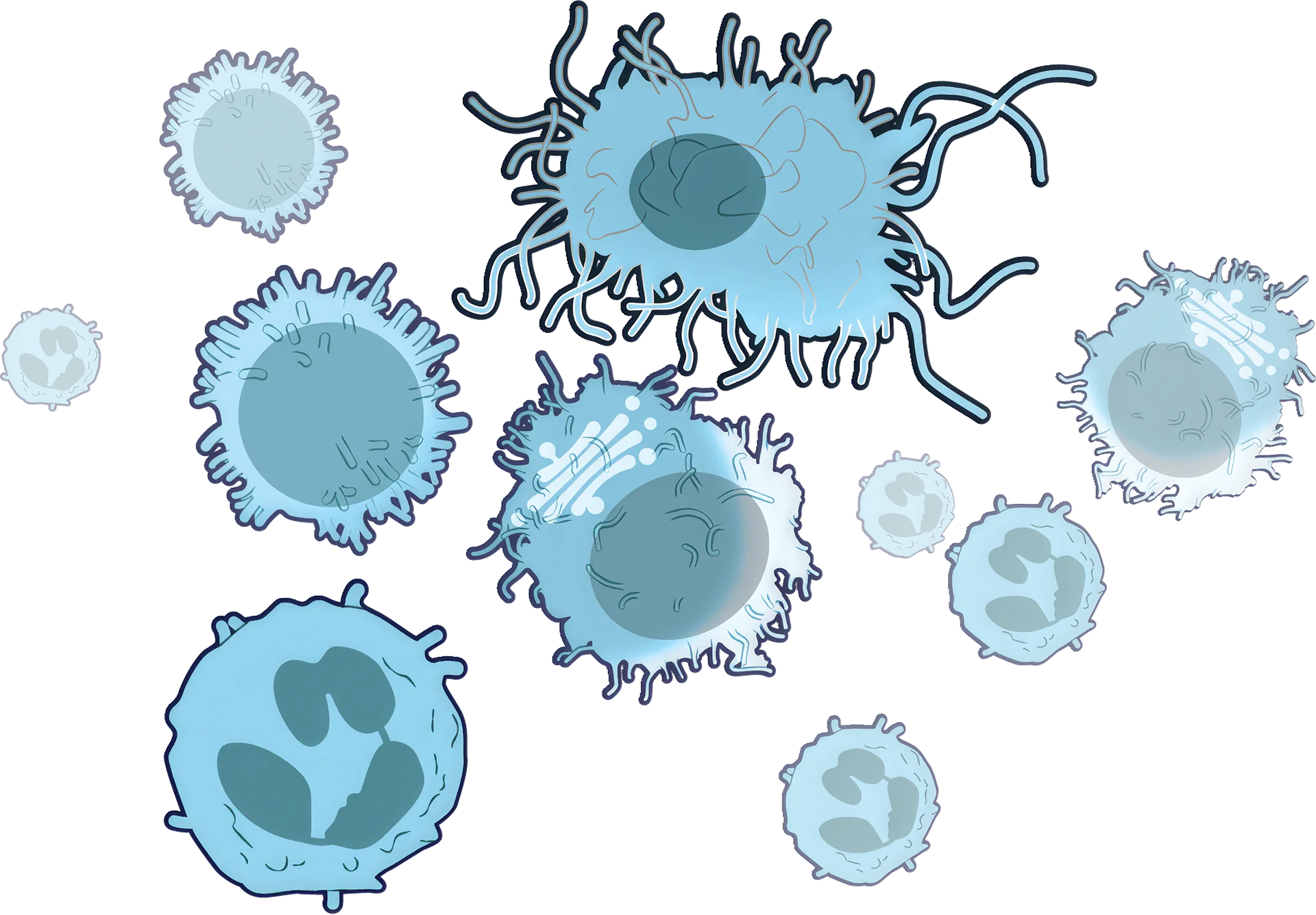 Illustrations of immune cells with a variety of shapes and internal structures