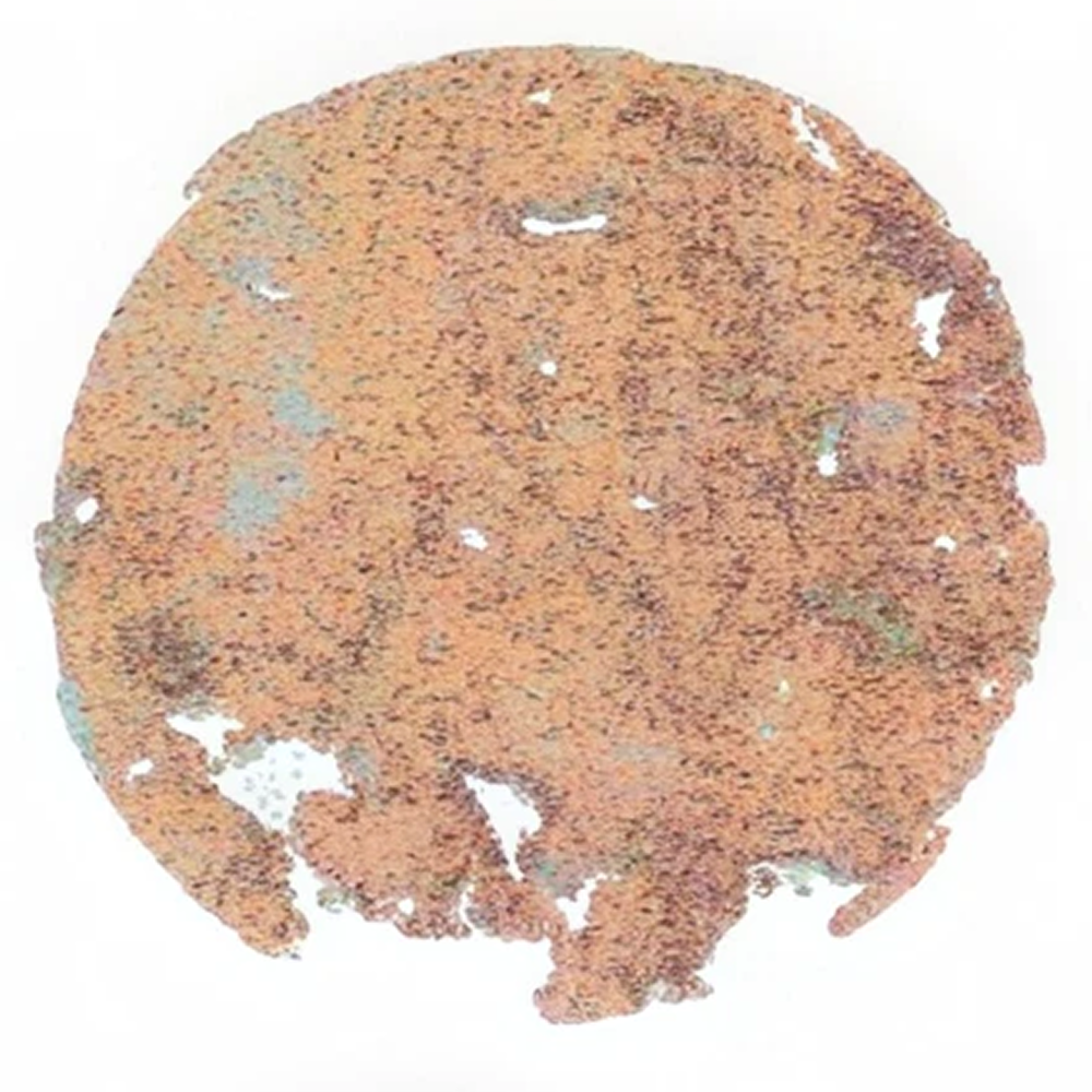 Cell population map of liver tissue from an aged mouse, showing a rounded section dominated by peach and brown regions