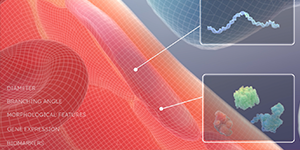 Human Reference Atlas: Vasculature Common Coordinate Framework