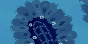 Human Reference Atlas: Vasculature Common Coordinate Framework